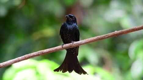 un pájaro negro con plumas iridiscentes que refleja hermosos colores de una fuente de luz y se encuentra en el sudeste asiático