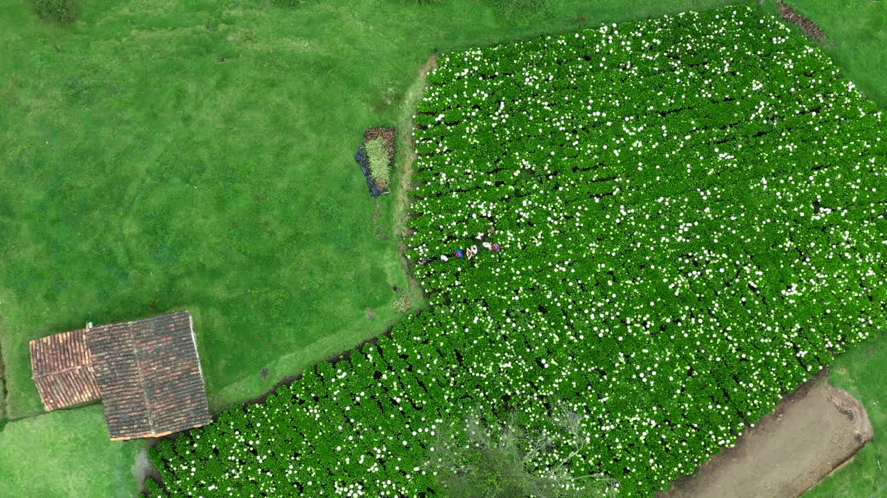 에콰도르 쿠엥카의 수국 밭에 있는 사람들의 오버헤드 뷰