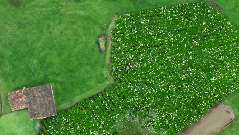 overhead view of people on the hydrangea field in cuenca, ecuador