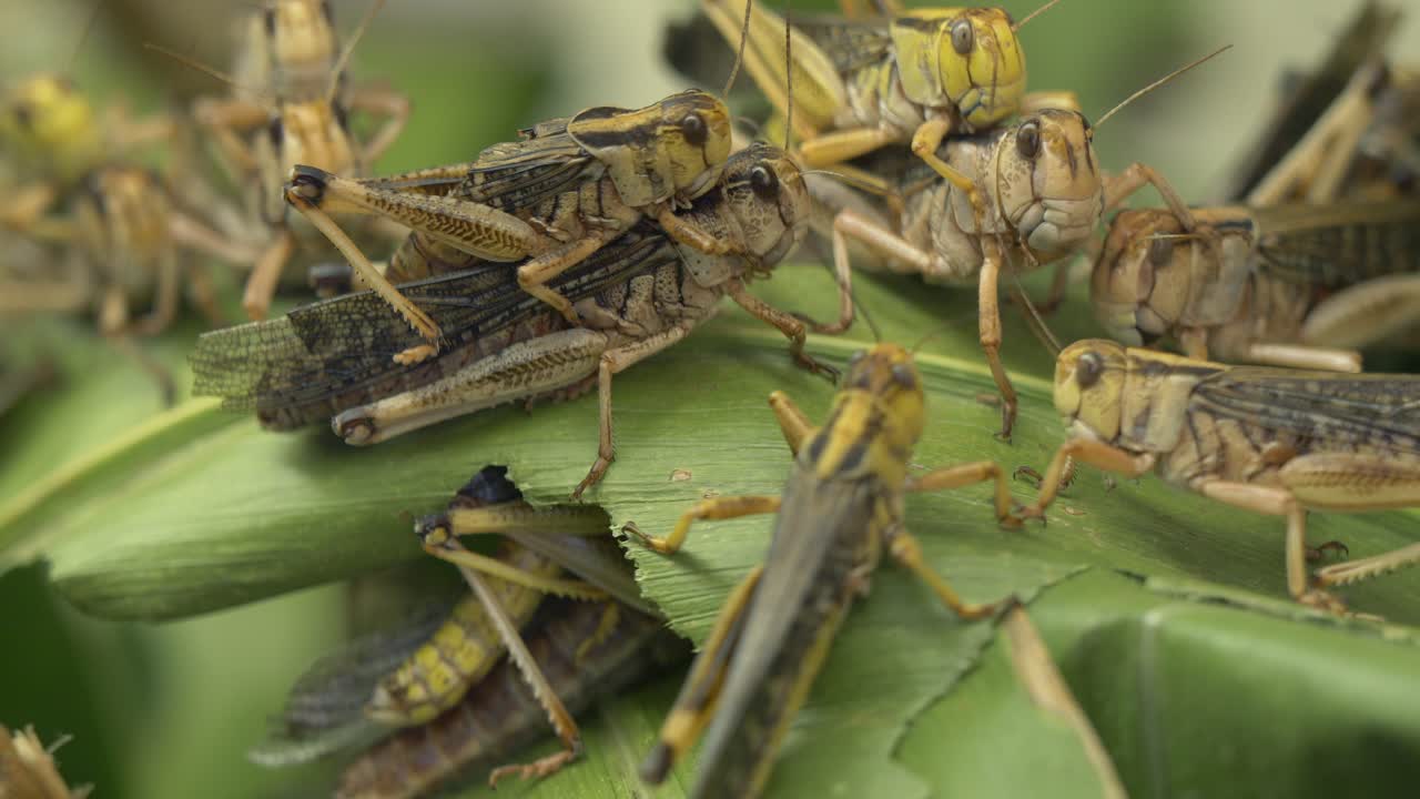 Gruppo di coppie di cavallette che si accoppiano su una foglia verde nella foresta durante il periodo di riproduzione.