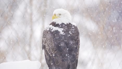 Ein-Weißkopfseeadler,-Der-Während-Eines-Starken-Schneefalls-In-Einem-Zoo-Thront