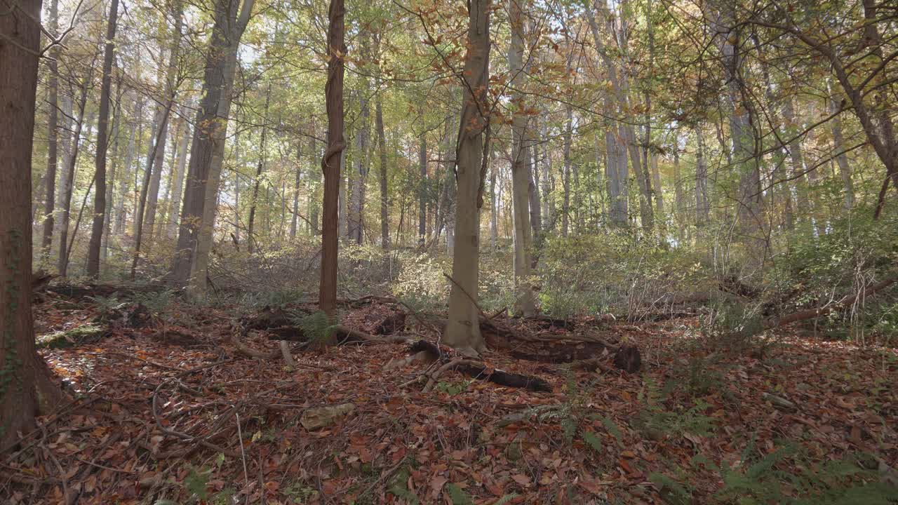 Alberi lungo il torrente Wissahickon in autunno