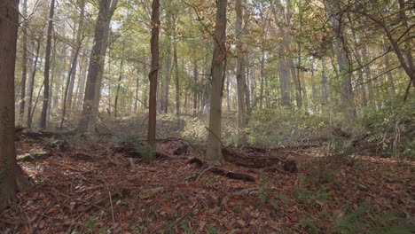 árboles a lo largo del arroyo wissahickon en otoño