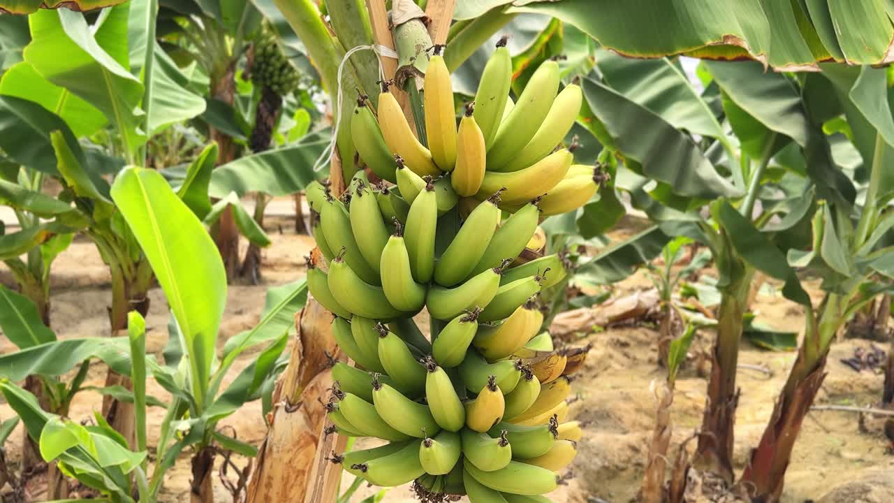 4K shot of green and yellow bananas growing on a tree in a tropical farm. Perfect for agriculture, organic food, farming, or botanical content.