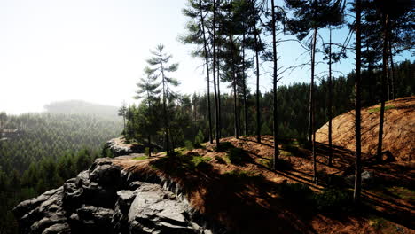 Schöner-Abgelegener-Immergrüner-Wald-In-Den-Bergen