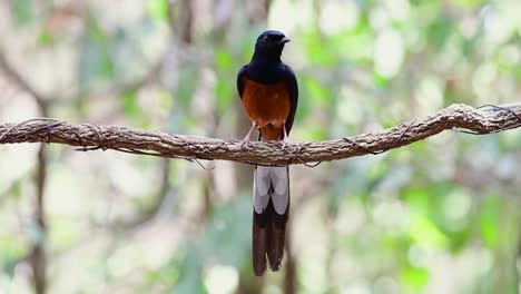 white-rumped shama thront auf einer rebe mit wald-bokeh-hintergrund, copsychus malabaricus, in zeitlupe