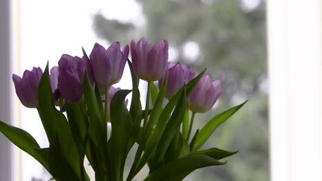 ramo de tulipanes lilas románticos cerca de la ventana durante las nevadas de invierno