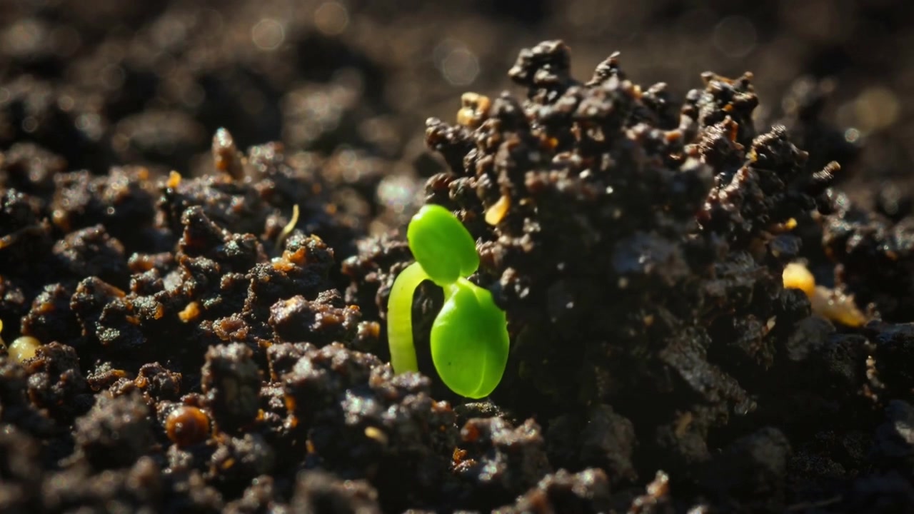 Pushing up after watering sprout lifting hypocotyl in pot dropping seed coat and opening cotyledons