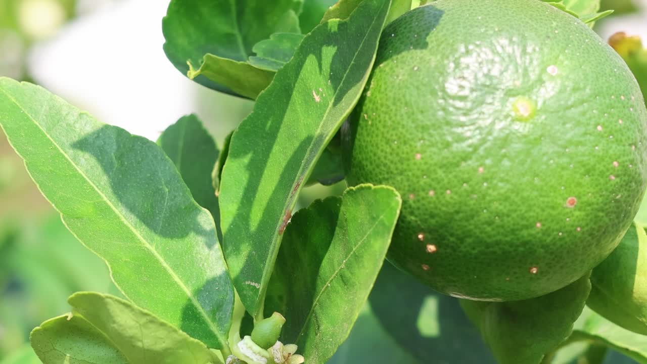 limón verde creciendo en un árbol, secuencia de lapso de tiempo.