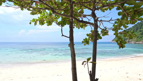 tropical lagoon beach shore from behind an exotic tree in thailand