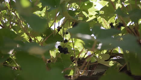 vineyard grapes hidden among grape vines as the sun shines through the leaves