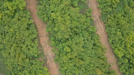 El-Dron-Desciende-Sobre-Un-Bosque-De-Cañas-De-Bambú-Y-Gira-Sobre-Su-Eje.