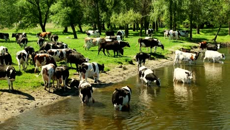 farm animals on river