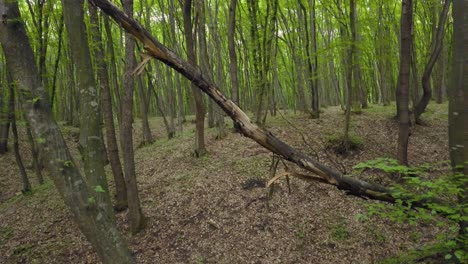 caminando por un sendero forestal