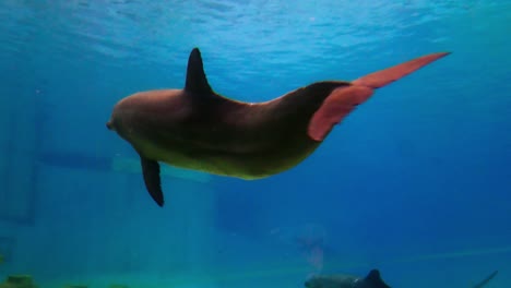 dolphins in a large aquarium moving at high speed