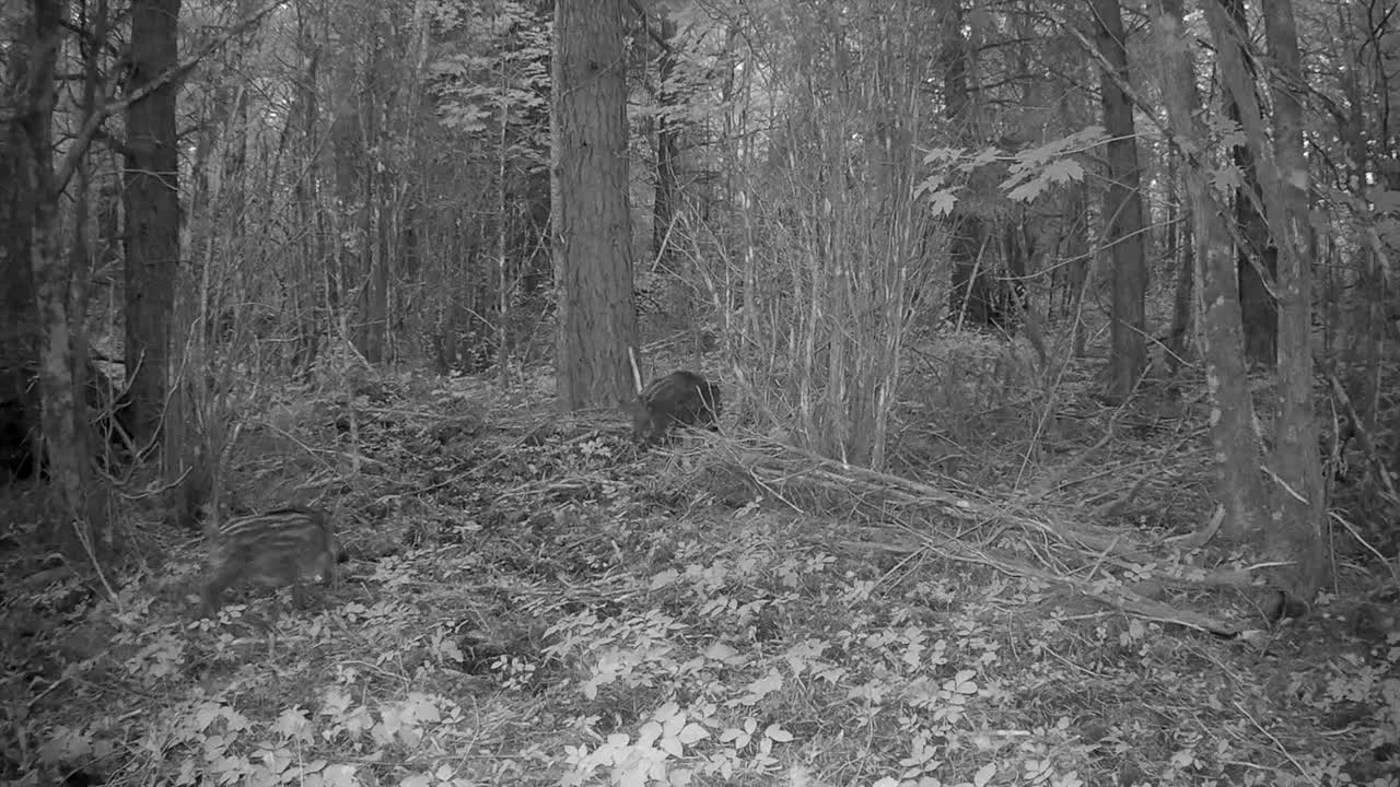 Clip video di una fotocamera da traccia di cuccioli di cinghiale (Sus scrofa) che corrono nella foresta. Saaremaa, Estonia