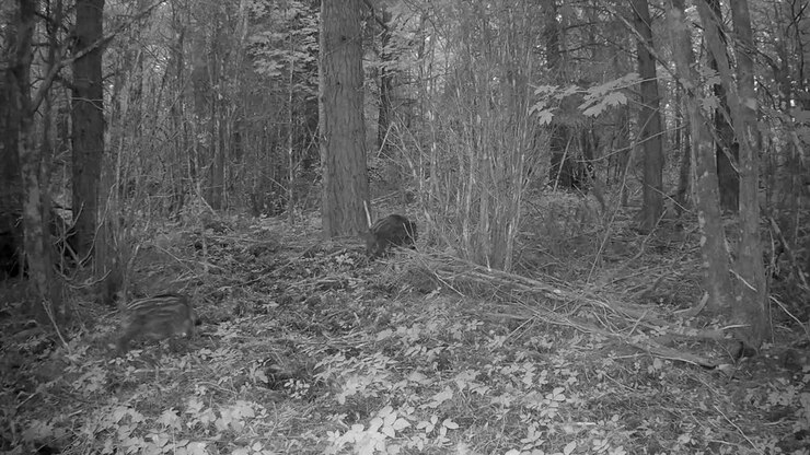 Clip video di una fotocamera da traccia di cuccioli di cinghiale (Sus scrofa) che corrono nella foresta. Saaremaa, Estonia