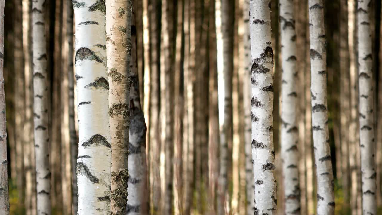 Bjørkeskog i kveldslys