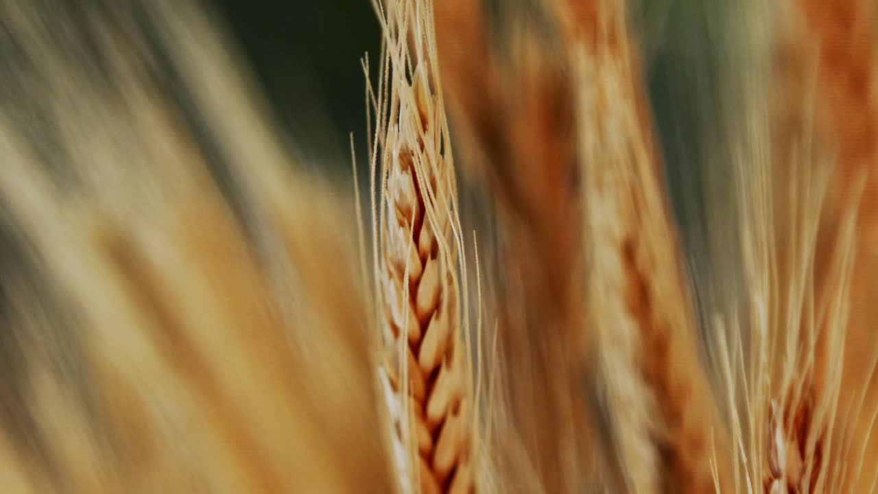 tallos de trigo dorado a la luz del sol, moviéndose suavemente con el viento