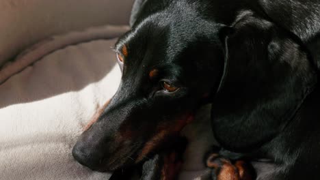 a bird’s-eye view of a black and tan sausage dog sleeping soundly in his bed, resting under soft morning light.