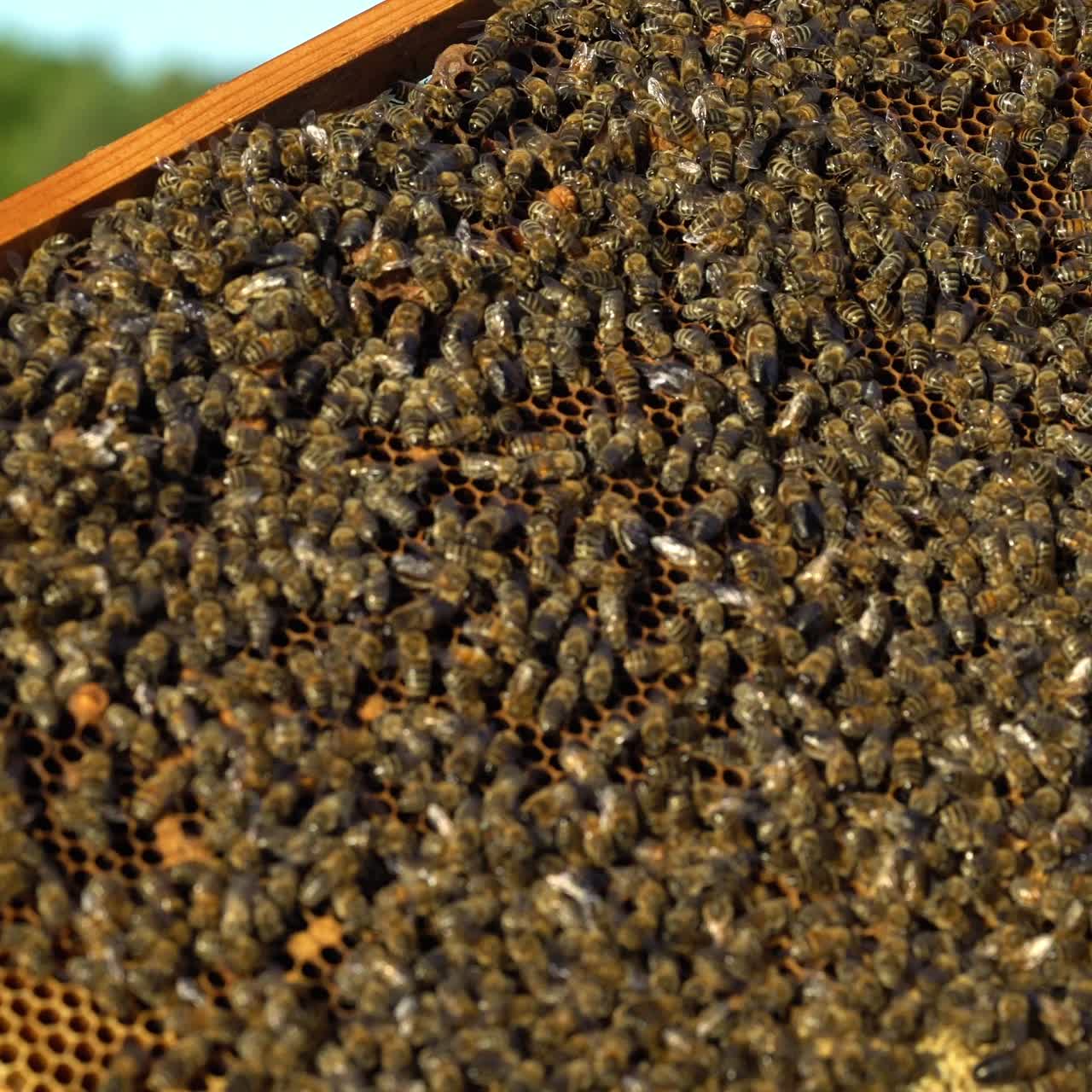 Frames of a bee hive. Beekeeper harvesting honey. Working bees on honey cells. Apiary concept.