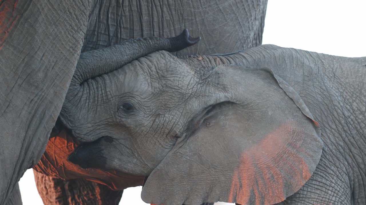Closeup of a cute African elephant calf drinking milk from its mother, Mashatu Game Reserve