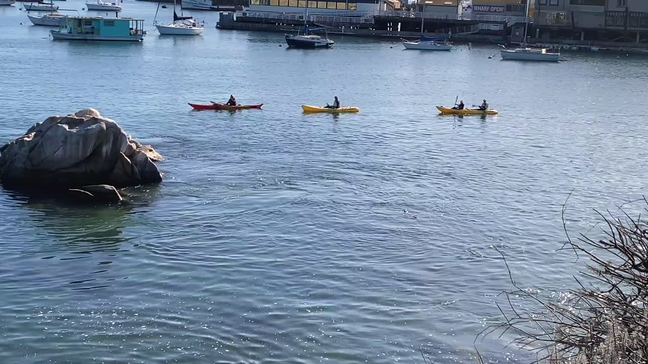 gente en canoa en el muelle de monterey, foca nadando en el agua en un día claro, california