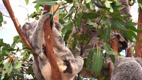 Gruppe-Von-Koalas,-Phascolarctos-Cinereus,-Die-Am-Baum-Hängen,-Einer-Kratzt-Sich-Am-Körper,-Reinigt-Und-Striegelt-Flauschiges-Graues-Fell,-Während-Er-Die-Augen-Geschlossen-Hat,-Und-Wechselt-Langsam-Die-Position-Zum-Schlafen