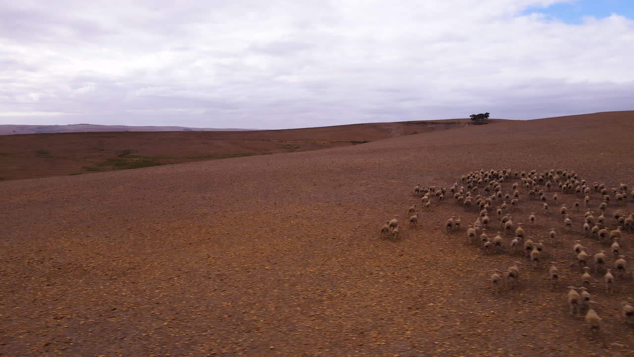 camiones aéreos sobre un rebaño de ovejas corriendo sobre tierras de cultivo secas