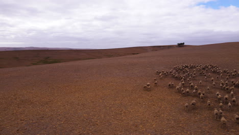 Camiones-Aéreos-Sobre-Un-Rebaño-De-Ovejas-Corriendo-Sobre-Tierras-De-Cultivo-Secas