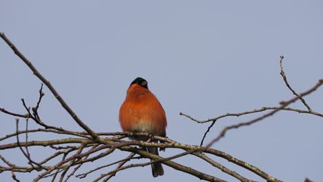 Majestic-shot-of-Eurasian-Bullfinch-bird-taking-care-of-its-feathers,-winter