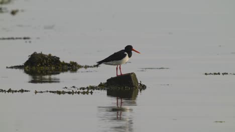 eine nahaufnahme eines austernfischers, der auf einem felsen über dem wasser in der nähe der insel texel, niederlande, sitzt