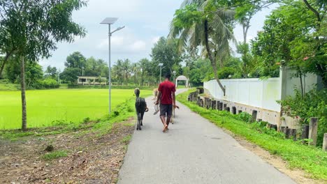 Cowherd-cow-shepherd-looking-after-cows-walk-in-middle-of-street-in-Bangladesh