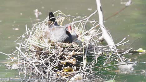 Bird-with-red-and-yellow-beak-sits-watching-from-it’s-nest,-slow-motion