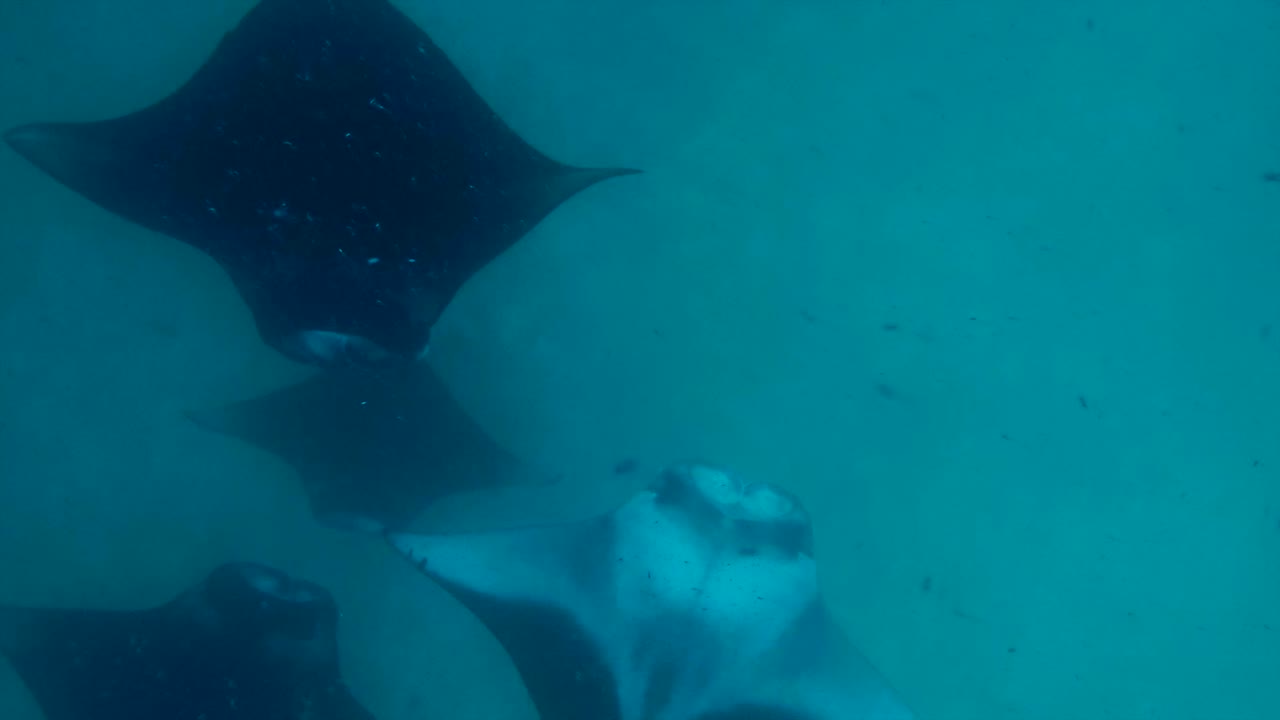Manta Rays in the Ocean