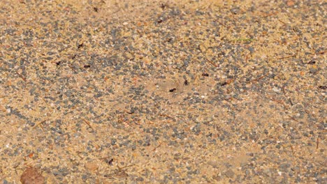 ant traversing textured ground surface