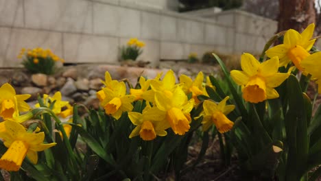 a slow camera pan on a group of yellow daffodils in a spring garden waving in the wind