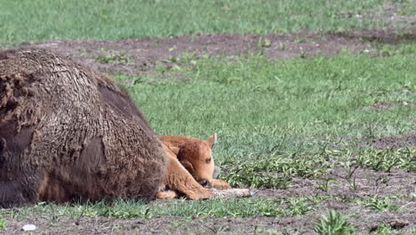 American-Bison-calf-sleeping-against-mother-on-the-prairie-grasslands