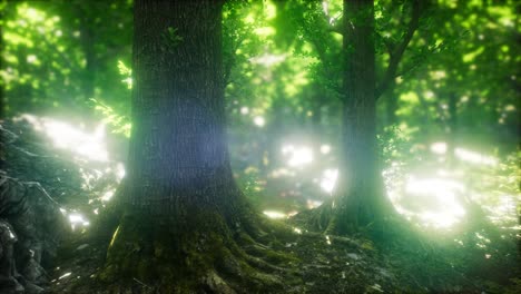bosque pintoresco de árboles caducifolios verdes frescos enmarcados por hojas