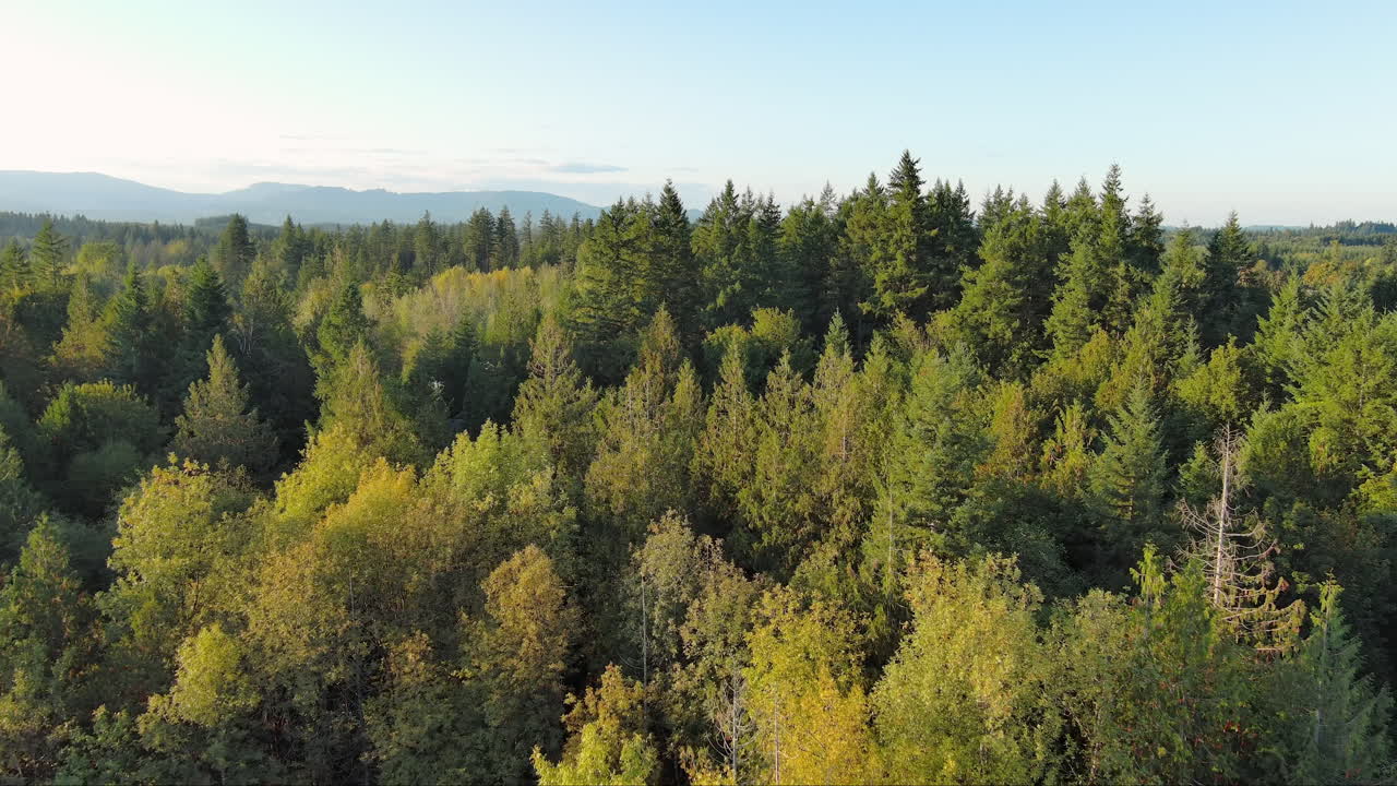 Riprese drone che iniziano sopra alti pini con vista sulla catena montuosa, rivelando poi una casa di campagna rurale immersa nella foresta.
