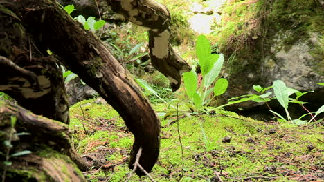 Trunks-of-a-fallen-tree-in-the-forest,-already-worn-by-nature,-scenery-of-stones-and-low-vegetation