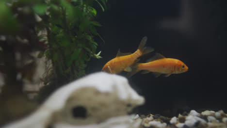 Close-up-view-of-two-fishes-swimming-in-the-fish-tank