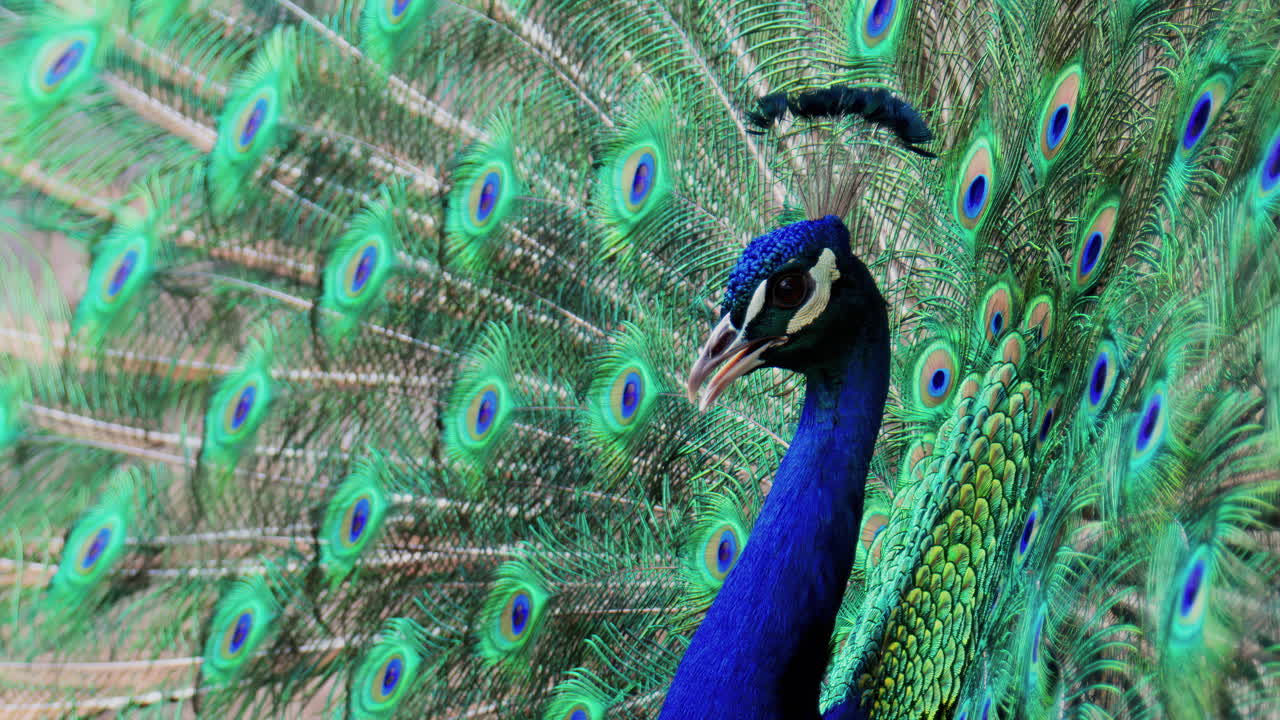 Close up of a peacock with its tail feathers spread at the zoo