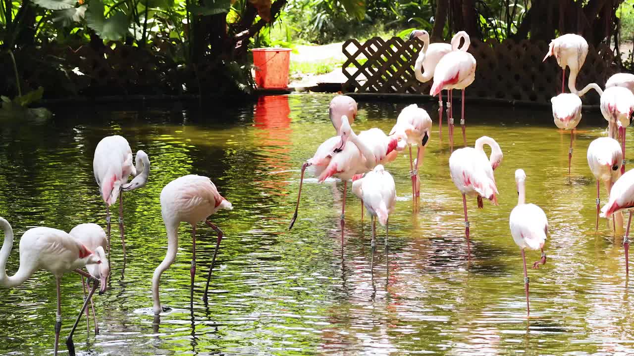 플라밍고 가 연못 에서 고 상호 작용 하는 것