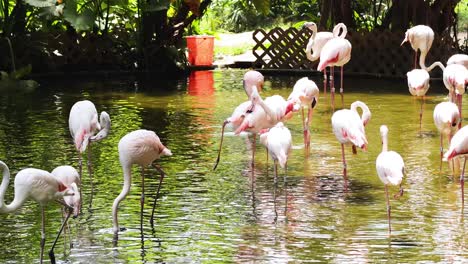flamencos vadeando e interactuando en un estanque