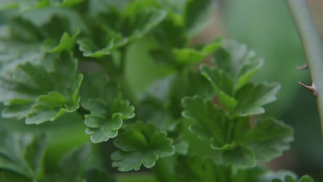 herb plant on the forest floor