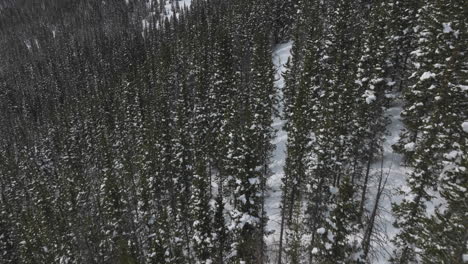 Shot-of-snow-covered-trees-in-the-Colorado-Rocky-Mountains