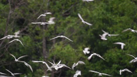 Los-Charranes-Son-Aves-Marinas-Que-Se-Pueden-Encontrar-En-Todo-El-Mundo-En-El-Mar,-Ríos-Y-Otros-Cuerpos-De-Agua-Más-Amplios