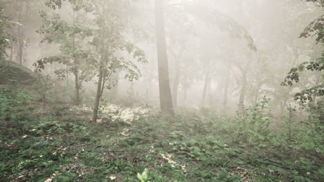 Hermosa-Mañana-En-El-Bosque