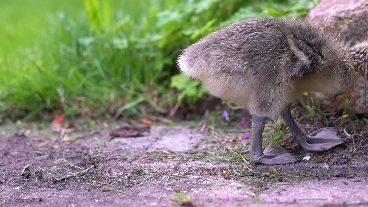 털이 많은 거위 새끼가 잔디와 땅에 있는 다른 식물들을 먹고, 거위 다리를 먹는다.